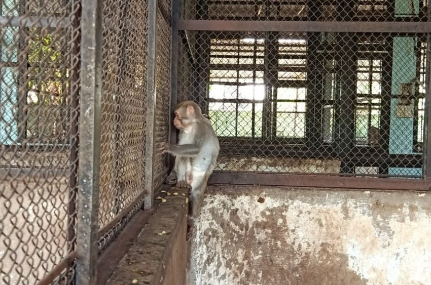 Con khỉ sau đó được đưa về trung tâm cứu hộ để chăm sóc trước khi thả về tự nhiên. Ảnh: HT Con khỉ sau đó được đưa về trung tâm cứu hộ để chăm sóc trước khi thả về tự nhiên. Ảnh: HT