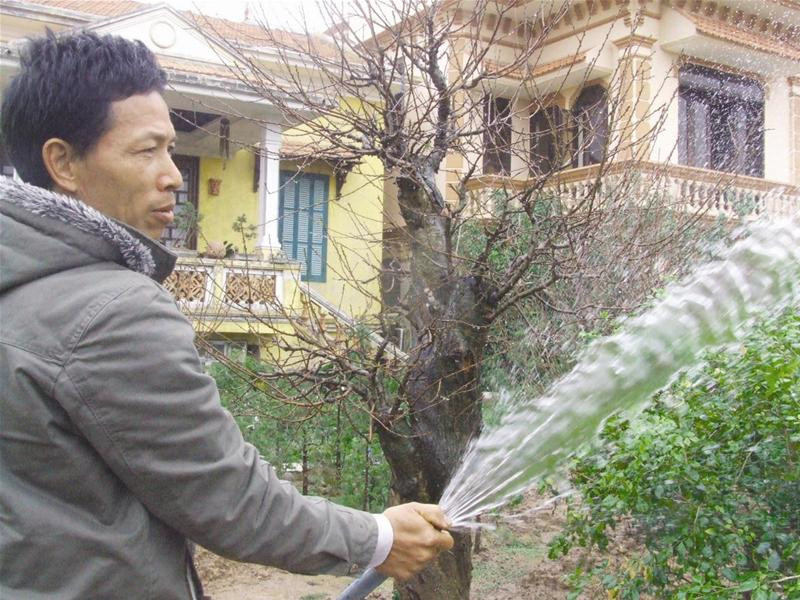 Người dân hy vọng đào Nhật Tân năm nay sẽ thắng lớn. Trong ảnh: Anh Đỗ Văn Lan - Giám đốc Cty cổ phần trang trại hoa đào Nhật Tân tưới nước cho vườn đào nhà mình. Ảnh: Quốc Dũng Người dân hy vọng đào Nhật Tân năm nay sẽ thắng lớn. Trong ảnh: Anh Đỗ Văn Lan - Giám đốc Cty cổ phần trang trại hoa đào Nhật Tân tưới nước cho vườn đào nhà mình. Ảnh: Quốc Dũng