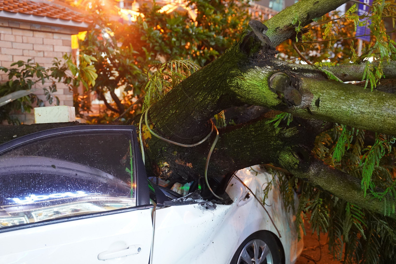 Hai chiếc ô tô hư hỏng nặng sau khi bị cây đè ngang thân xe.