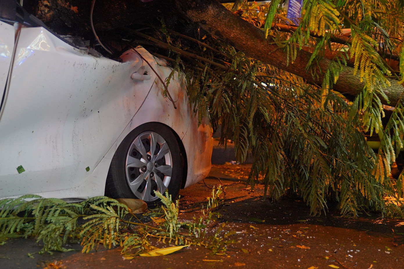 Hai chiếc ô tô hư hỏng nặng sau khi bị cây đè ngang thân xe.