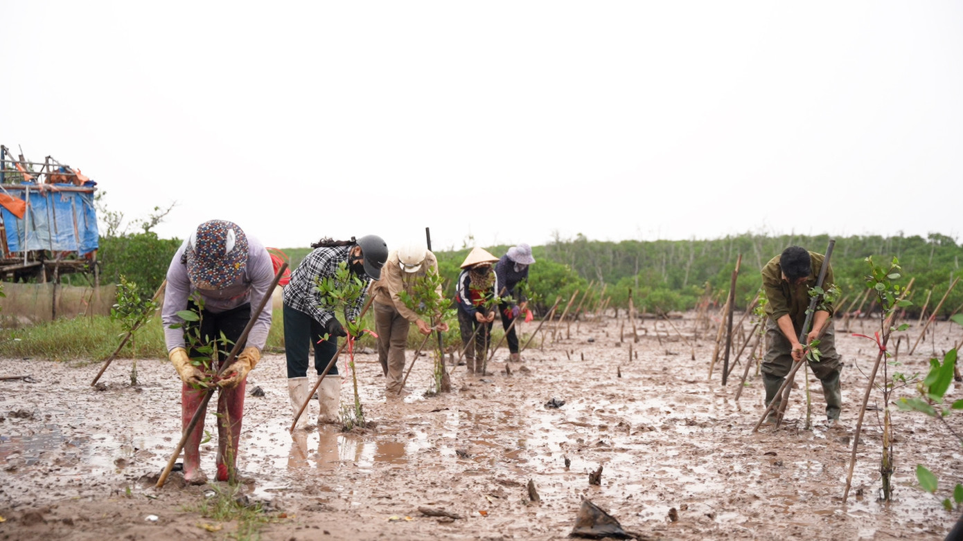 Rừng ngập mặn cũng giúp tái tạo nguồn lợi thuỷ sản, trở thành nơi trú ngụ, sinh sôi của các loại tôm, cá, mang lại nguồn thu nhập ổn định cho nhiều hộ dân.