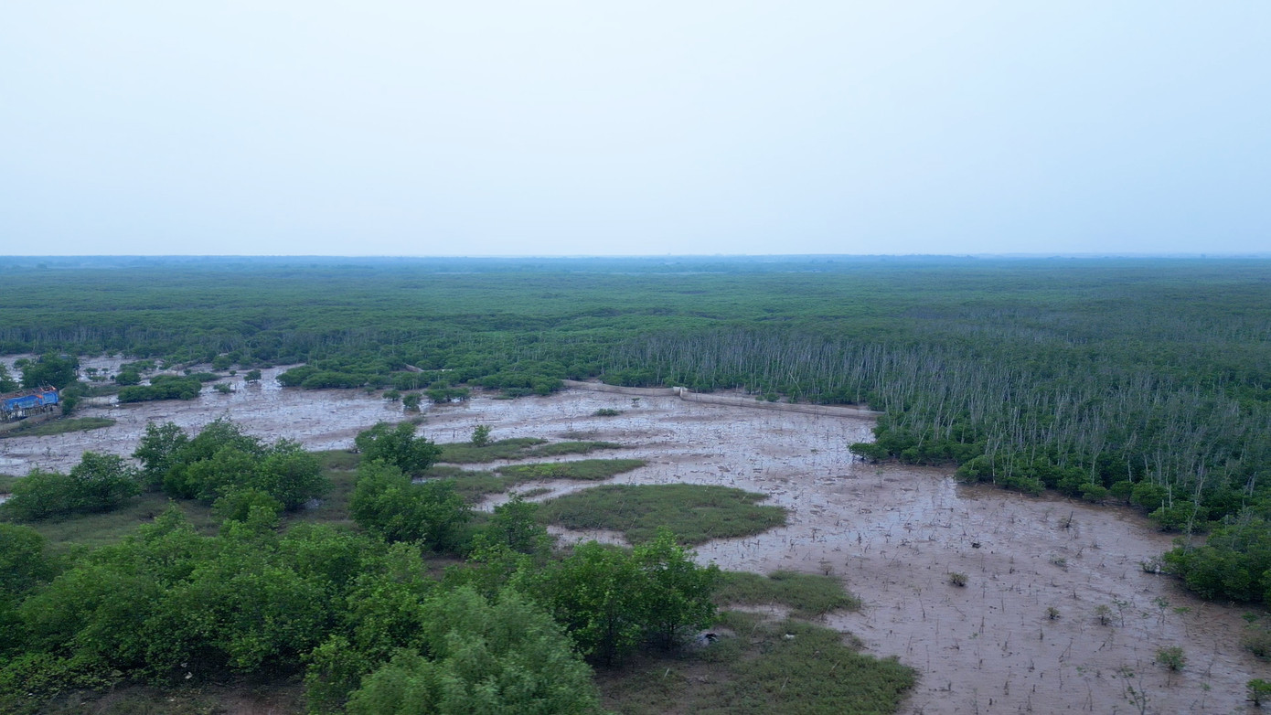 Trồng và bảo vệ rừng ngập mặn góp phần hưởng ứng, lan tỏa việc xây dựng một tương lai xanh tươi, một môi trường sống trong lành, vạn vật thuận hòa, hạnh phúc.