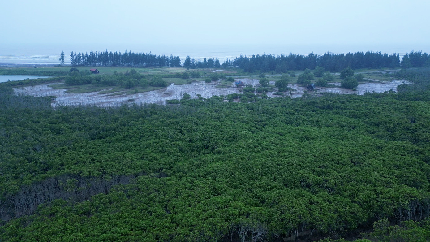 Tại huyện Nghĩa Hưng (tỉnh Nam Định), cánh rừng ngập mặn xanh mướt của những cây trang, cây vẹt hay cây bần chua, tạo thành những vành đai vững chắc bảo vệ đê biển, ngăn bão lũ, triều cường. Bên cạnh đó, những cánh rừng ngập mặn đã và đang góp phần giảm thiểu rủi ro do thiên tai, cải thiện sinh kế cho cộng đồng cư dân ven biển.