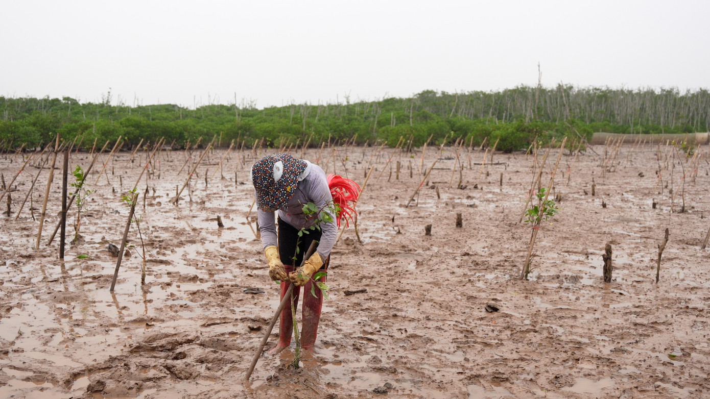 Rừng ngập mặn đóng vai trò quan trọng trong giảm thiểu tác động của biến đổi khí hậu tới điều kiện tự nhiên, môi trường và hoạt động của con người, đặc biệt là những vùng, khu vực ven biển, mở ra một hướng đi mới cho cộng đồng địa phương trong phát triển kinh tế, xã hội, môi trường bền vững.