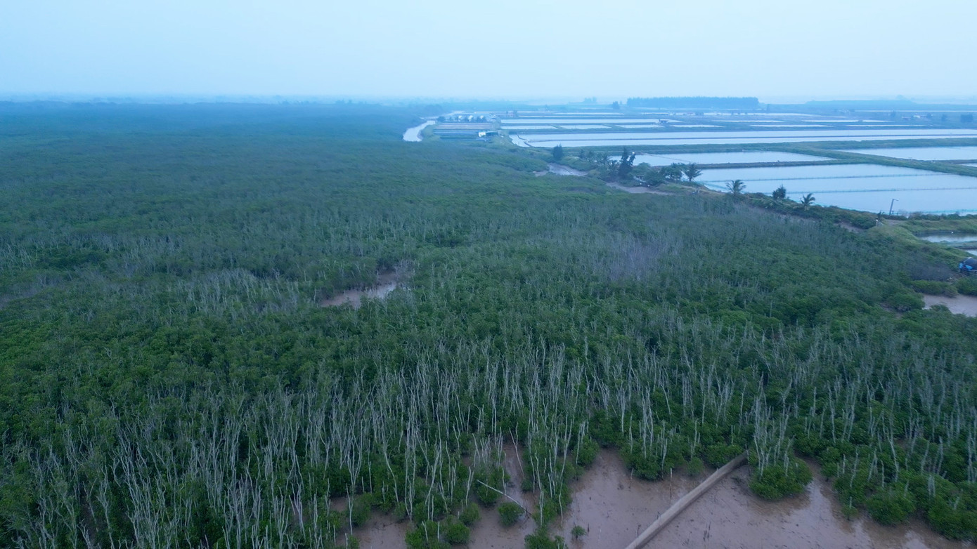 Hiện nay, tỉnh Nam Định có rất nhiều rừng cây, thảm thực vật ngập mặn được bảo tồn và bảo vệ và bổ sung. Công tác này được thực hiện thường xuyên, liên tục giúp hỗ trợ bảo vệ đa dạng sinh học, ngăn gió bão ven bờ, điều hòa khí hậu và góp phần quan trọng trong ứng phó với những biến đổi khí hậu khôn lường hiện nay.