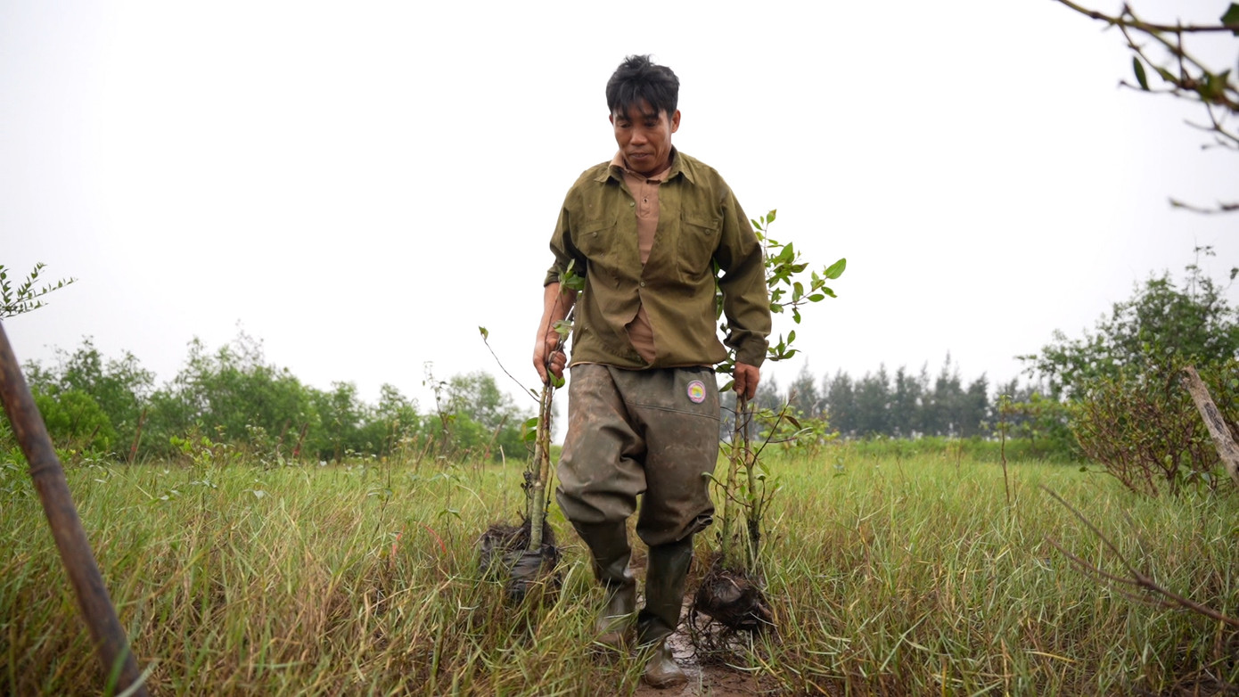 Ông Hoàng Văn Đông (huyện Nghĩa Hưng, tỉnh Nam Định) có hơn 10 năm gắn bó với việc trồng và bảo vệ rừng ngập mặn tại huyện Nghĩa Hưng cho biết: "Hằng năm, vùng ven biển phải hứng chịu những trận bão to, nhỏ khác nhau, chúng tôi cảm nhận thấy rõ rệt việc chắn sóng, chắn gió của rừng mang lại rất hiệu quả. Ngoài ra những cây trang, cây bần chua có bộ rễ lớn, tôm cá thường tìm đến để trú ngụ, nhờ đó chúng tôi còn có thêm thu nhập từ việc khai thác thủy sản tự nhiên".