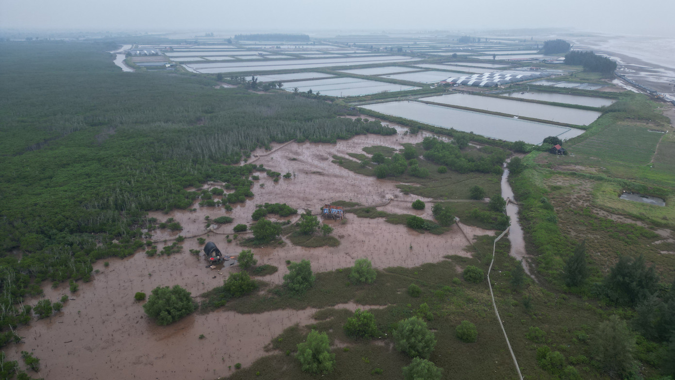Số lượng cây giống được trồng trên diện tích khoảng 1ha tại khu vực bãi bồi ven biển xã Nghĩa Hùng (huyện Nghĩa Hưng), nơi chưa có rừng và nằm trong quy hoạch bảo vệ và phát triển rừng.