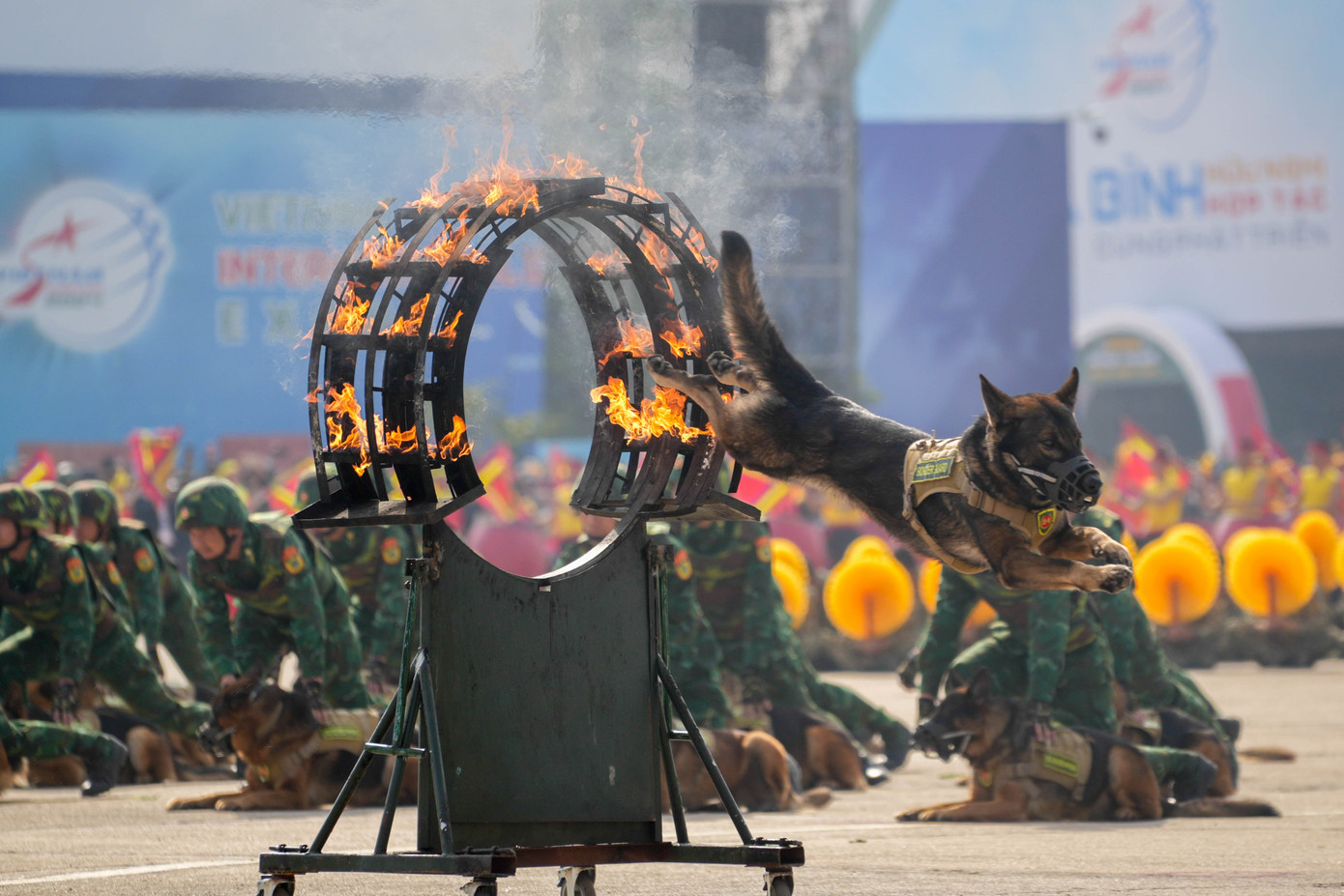 Quân khuyển thể hiện kỹ năng tại lễ khai mạc.