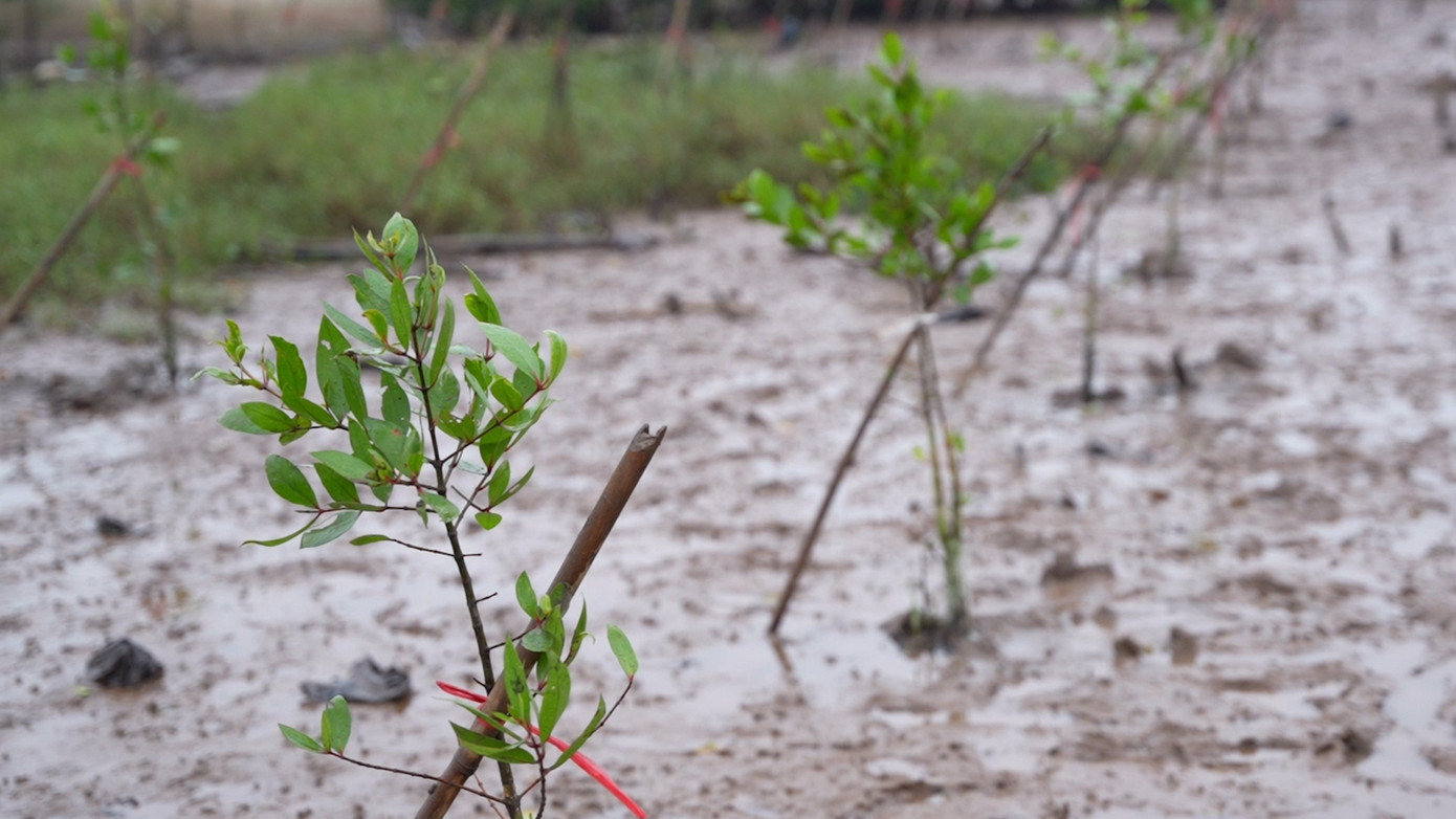 Việc chăm sóc cây trồng được tổ chức định kỳ từ 15-20 ngày/một lần nhằm kiểm tra, dựng cây đổ ngã, buộc lại cọc chống cây; thực hiện vun gốc, dỡ bỏ rác vướng trên cây và gỡ bỏ hà bám trên cây, trông coi không cho người, gia súc, thuyền vào khu vực rừng trồng.