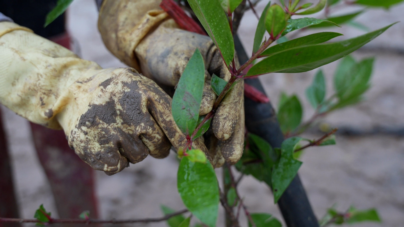 Cắt tỉa lá úa cho cây trang, bần chua là một công đoạn quan trọng giúp cây phát triển khỏe mạnh.