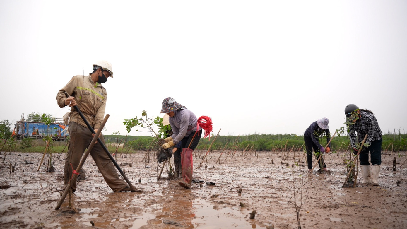 Cây bần chua và cây trang là hai loài cây bản địa, có khả năng sinh trưởng và chống chịu tốt với điều kiện đất đai, khí hậu địa phương. Cây được ươm trong bầu từ 18-24 tháng, đã qua đảo bầu, sinh trưởng tốt, không dập ngọn, gẫy cành.