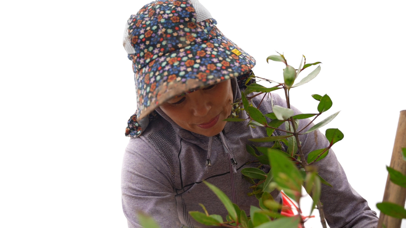 "Từ khi có rừng ngập mặn, ngoài việc chắn sóng, chắn gió, rừng còn tạo thành những hang hốc để con cá, con tôm trú ngụ. Nhờ đó người dân chúng tôi có thêm thu nhập cải thiện kinh tế từ việc đánh bắt thủy hải sản", chị Trần Thị Lan (huyện Nghĩa Hưng, tỉnh Nam Định) bày tỏ.