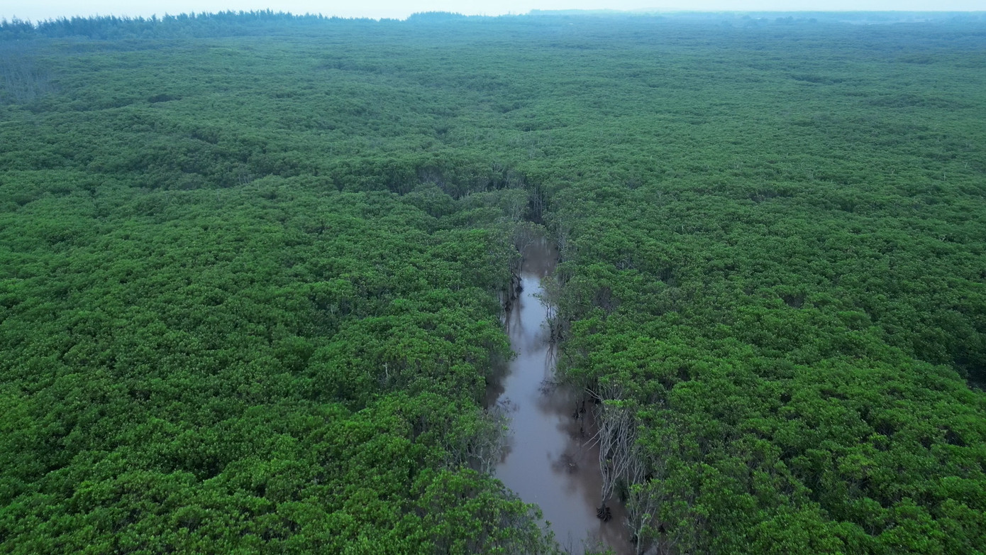Việc trồng và bảo vệ rừng ngập mặn tại Nam Định góp phần nâng cao nhận thức của mọi người về vai trò, ý nghĩa của rừng ngập mặn để cùng chung tay bảo vệ và phát triển hệ sinh thái quan trọng này, góp phần hướng tới mục tiêu mà Chính phủ đã đề ra.