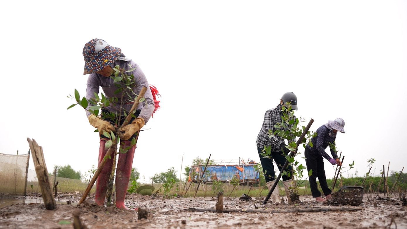Rừng ngập mặn có vai trò rất quan trọng đối với hệ sinh thái và môi trường của tỉnh Nam Định nói riêng và cả nước nói chung, không chỉ góp phần bảo vệ đa dạng sinh học, ngăn gió bão ven bờ, điều hòa khí hậu, làm giảm nhiệt độ và biên độ nhiệt độ, rừng ngập mặn được coi là lá phổi tốt nhất để hấp thụ CO2, gấp nhiều lần so với rừng trên cạn, đóng vai trò quan trọng hạn chế sự nóng lên toàn cầu.