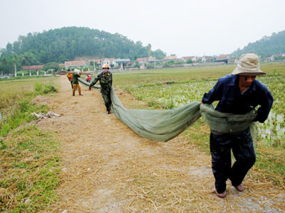 Để săn được nhiều châu chấu, người dân phải chịu khó đi nhiều nơi, thức dậy thật sớm. Ảnh: Duy Ngợi