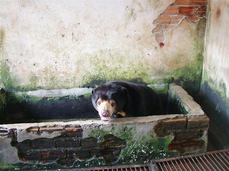 Gấu nuôi nhốt ở một hộ gia đình