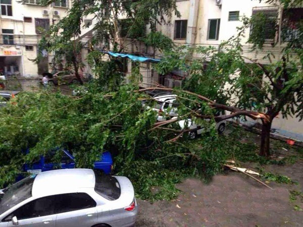 Nhiều ô tô hư hại do cây đổ trong bão. Ảnh: hinews.cn