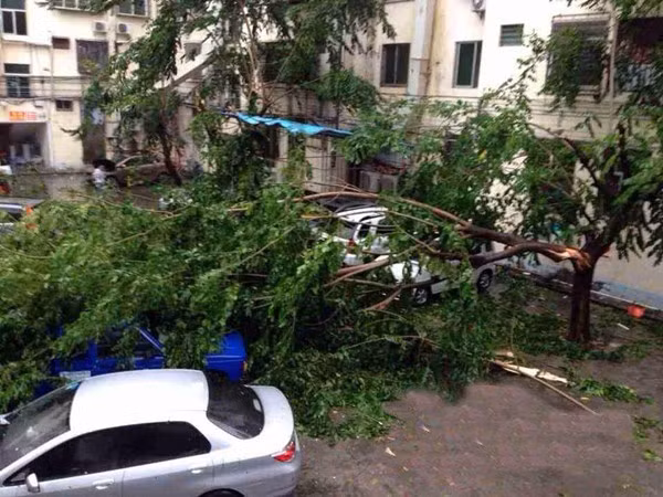 Nhiều ô tô hư hại do cây đổ trong bão. Ảnh: hinews.cn