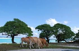 Nhìn cảnh đàn bò ung dung gặm cỏ khiến người ta có cảm giác như đang ở một vùng quê nào đó ở đất liền