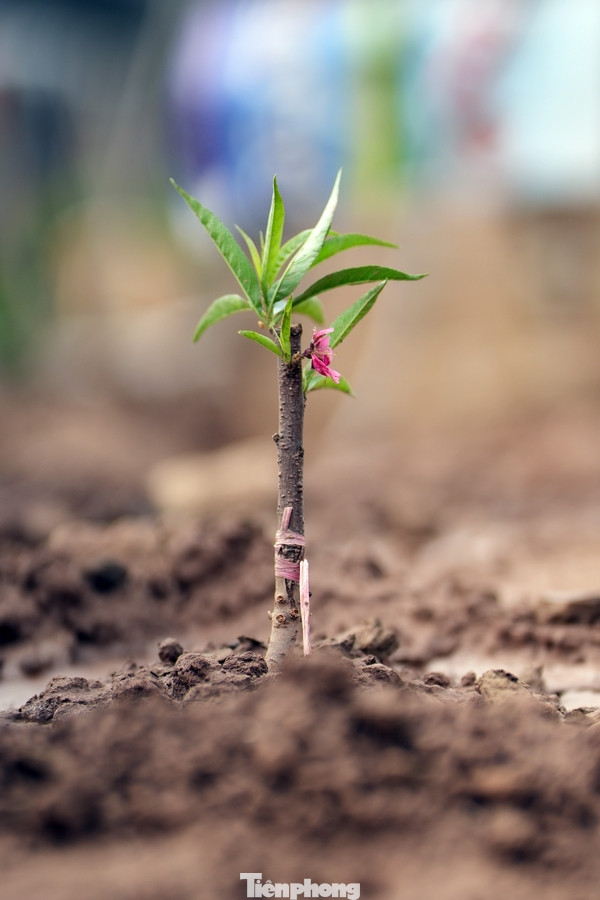 Người dân tưới nước chăm sóc cho những cây đào mới xuống giống. Người dân tưới nước chăm sóc cho những cây đào mới xuống giống.