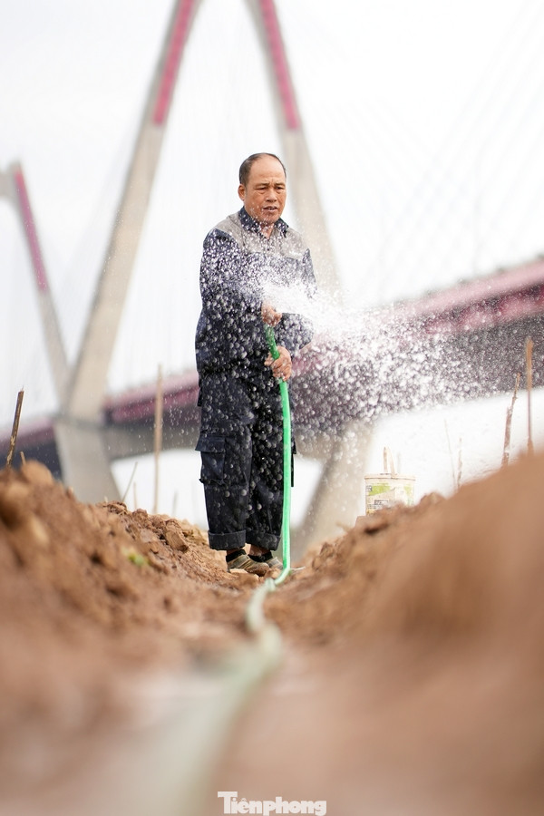 Người dân tưới nước chăm sóc cho những cây đào mới xuống giống. Người dân tưới nước chăm sóc cho những cây đào mới xuống giống.