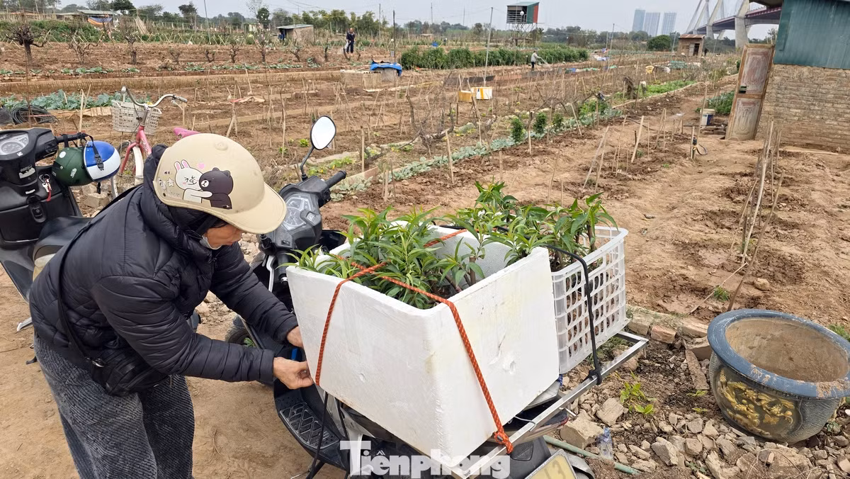 Chị Hương nhà ở phường Phú Thượng (quận Tây Hồ, thành phố Hà Nội) cho biết, sáng nay vừa mua được những thùng đào giống để trồng cho vụ Tết sau. Công việc "hồi sinh" vườn đào là một trong những công việc quan trọng nhất của nông dân trồng đào Nhật Tân ngay sau Tết.