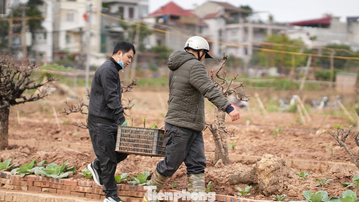 Công việc này bao gồm nhiều bước khác nhau, từ cắt tỉa cành đào đến bón phân và tưới nước. "Công việc 'hồi sinh' vườn đào là rất quan trọng", anh Nguyễn Văn Minh, một nông dân vườn đào Nhật Tân, chia sẻ. "Nếu không làm công việc này, vườn đào sẽ không thể trở lại trạng thái tốt nhất và sẽ ảnh hưởng đến mùa đào mới" Công việc này bao gồm nhiều bước khác nhau, từ cắt tỉa cành đào đến bón phân và tưới nước. "Công việc 'hồi sinh' vườn đào là rất quan trọng", anh Nguyễn Văn Minh, một nông dân vườn đào Nhật Tân, chia sẻ. "Nếu không làm công việc này, vườn đào sẽ không thể trở lại trạng thái tốt nhất và sẽ ảnh hưởng đến mùa đào mới"