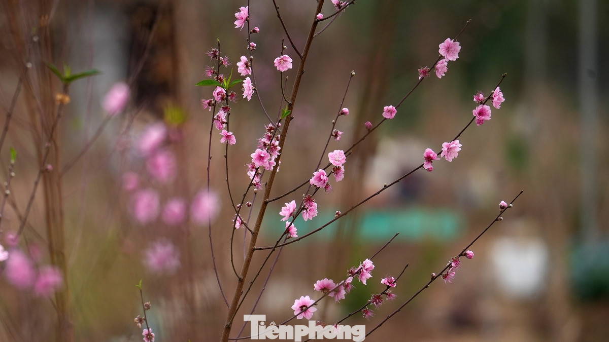 Với sự chăm sóc và bảo vệ của nông dân vườn đào Nhật Tân, vườn đào sẽ tiếp tục là một trong những điểm đến nổi tiếng của Hà Nội. Với sự chăm sóc và bảo vệ của nông dân vườn đào Nhật Tân, vườn đào sẽ tiếp tục là một trong những điểm đến nổi tiếng của Hà Nội.