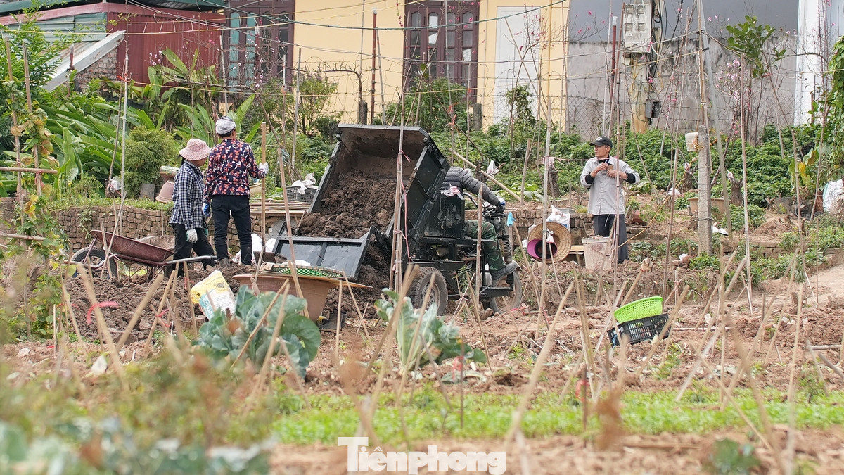 Cắm cọc tre tránh gió lớn và chó mèo chạy qua làm đổ gãy là một trong những công việc đầu tiên ngay sau khi trồng đào giống. Cắm cọc tre tránh gió lớn và chó mèo chạy qua làm đổ gãy là một trong những công việc đầu tiên ngay sau khi trồng đào giống.