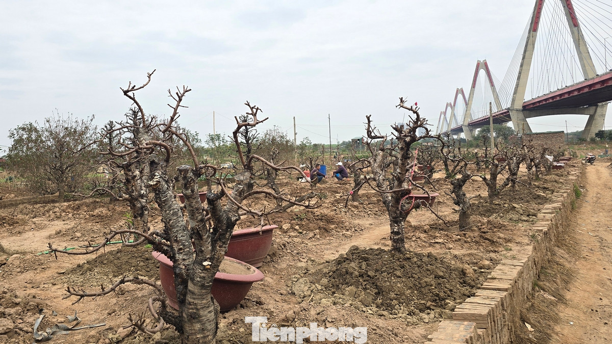 Với diện tích lên đến hàng nghìn mét vuông, vườn đào Nhật Tân là nơi trồng nhiều giống đào khác nhau, từ đào bích đến đào phai... Với diện tích lên đến hàng nghìn mét vuông, vườn đào Nhật Tân là nơi trồng nhiều giống đào khác nhau, từ đào bích đến đào phai...