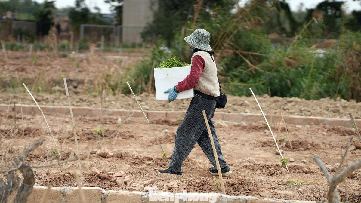 Chị Hương nhà ở phường Phú Thượng (quận Tây Hồ, thành phố Hà Nội) cho biết, sáng nay vừa mua được những thùng đào giống để trồng cho vụ Tết sau. Công việc "hồi sinh" vườn đào là một trong những công việc quan trọng nhất của nông dân trồng đào Nhật Tân ngay sau Tết. Chị Hương nhà ở phường Phú Thượng (quận Tây Hồ, thành phố Hà Nội) cho biết, sáng nay vừa mua được những thùng đào giống để trồng cho vụ Tết sau. Công việc "hồi sinh" vườn đào là một trong những công việc quan trọng nhất của nông dân trồng đào Nhật Tân ngay sau Tết.