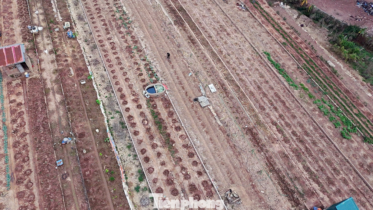 Người làm vườn tại Nhật Tân đã tất bật "hồi sinh" vườn đào của mình ngay sau kỳ nghỉ lễ vừa qua. Người làm vườn tại Nhật Tân đã tất bật "hồi sinh" vườn đào của mình ngay sau kỳ nghỉ lễ vừa qua.