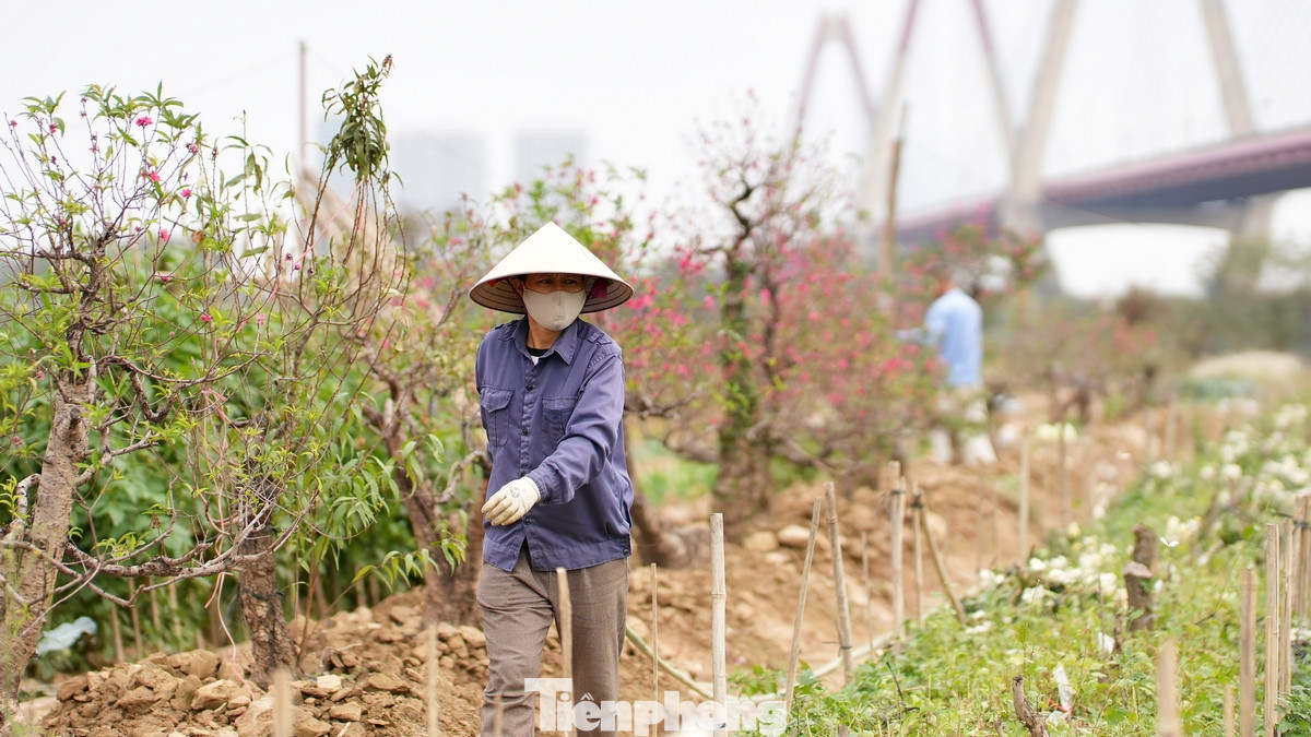 Vườn đào Nhật Tân là một trong những điểm đến nổi tiếng của Hà Nội, đặc biệt là trong dịp Tết Nguyên đán hàng năm. Vườn đào Nhật Tân là một trong những điểm đến nổi tiếng của Hà Nội, đặc biệt là trong dịp Tết Nguyên đán hàng năm.