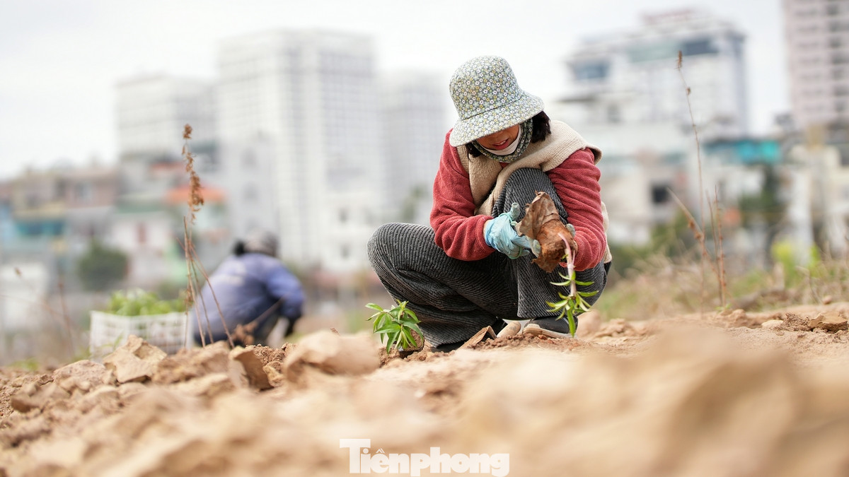 Năm 2024 vừa qua, do ảnh hưởng của cơn bão số 3 (YAGI) nên lượng lớn đào ở Nhật Tân đã bị chết do ngập úng. Việc trồng những cây đào giống còn bé đòi hỏi nhiều công chăm sóc cũng như lượng lớn phân bón để thúc cây lớn nhanh. Năm 2024 vừa qua, do ảnh hưởng của cơn bão số 3 (YAGI) nên lượng lớn đào ở Nhật Tân đã bị chết do ngập úng. Việc trồng những cây đào giống còn bé đòi hỏi nhiều công chăm sóc cũng như lượng lớn phân bón để thúc cây lớn nhanh.