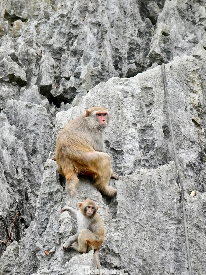 Nhân viên làm du lịch tại đây cũng thường xuyên quán triệt, nhắc nhở du khách tham quan không được săn bắn khỉ để bảo tồn loài động vật này.