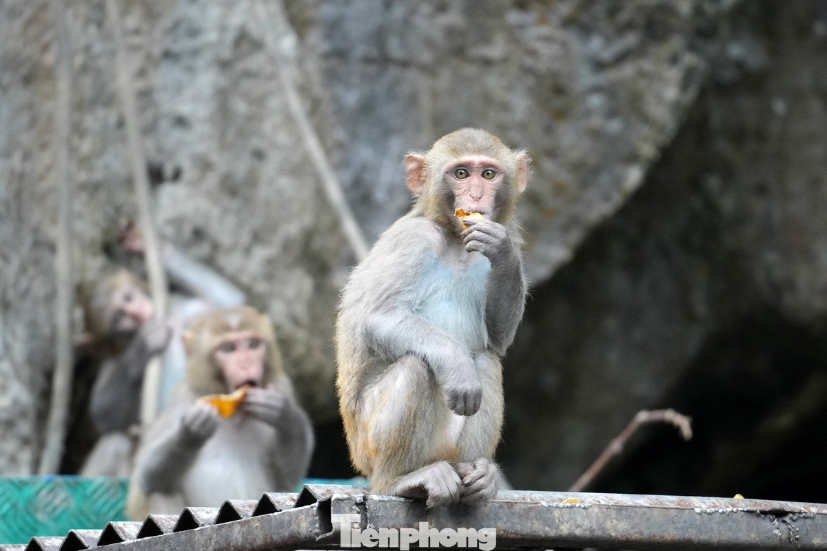 Theo Ban quản lý vịnh Hạ Long, tại khu vực hang Luồn, hiện nay có khoảng 50-60 con khỉ vàng đang sống hoang dã trên núi đá.