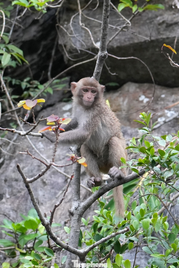 Trước đây, ở hang Luồn có gần 200 con, nhưng trong đợt dịch COVID-19, chúng di chuyển đến nơi khác để kiếm đồ ăn. Hiện tại, ở đây có khoảng 50 con, chủ yếu là sống tự nhiên. Tuy nhiên, thi thoảng cũng bố trí người cho ăn cơm, chuối và trứng. Nếu không có đồ ăn, chúng sẽ dễ di chuyển đi nơi khác.