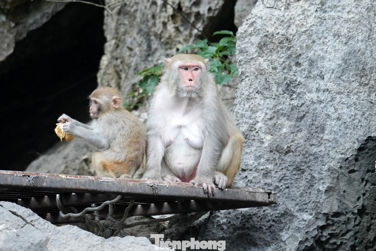 Theo Ban quản lý vịnh Hạ Long, tại khu vực hang Luồn, hiện nay có khoảng 50-60 con khỉ vàng đang sống hoang dã trên núi đá.