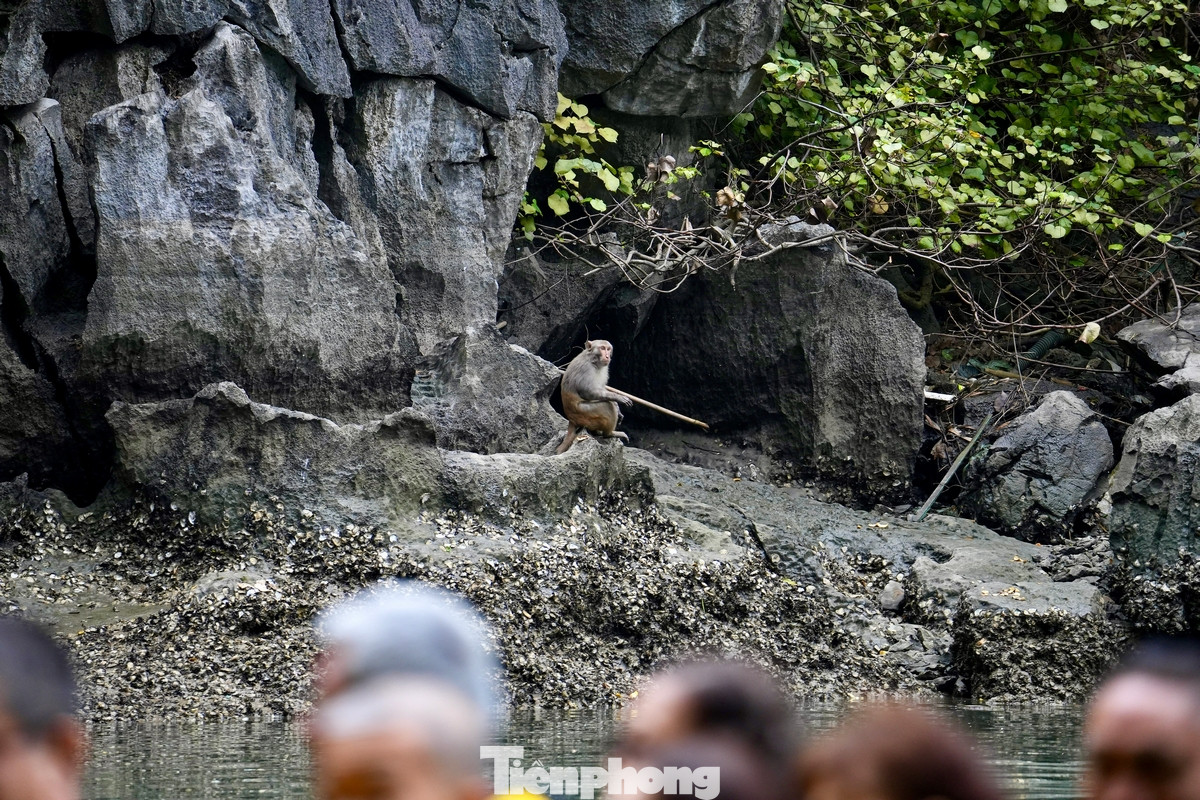 Người dân nơi đây nói vui, những chú khỉ vàng cũng biết "làm du lịch" vì biết nô đùa, thân thiện, đôi khi có biểu cảm lạ thu hút người xem.