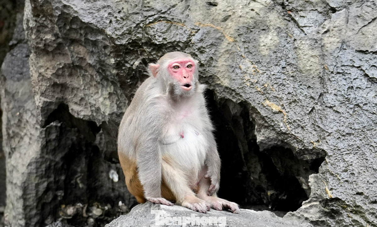 Theo Ban quản lý vịnh Hạ Long, tại khu vực hang Luồn, hiện nay có khoảng 50-60 con khỉ vàng đang sống hoang dã trên núi đá.