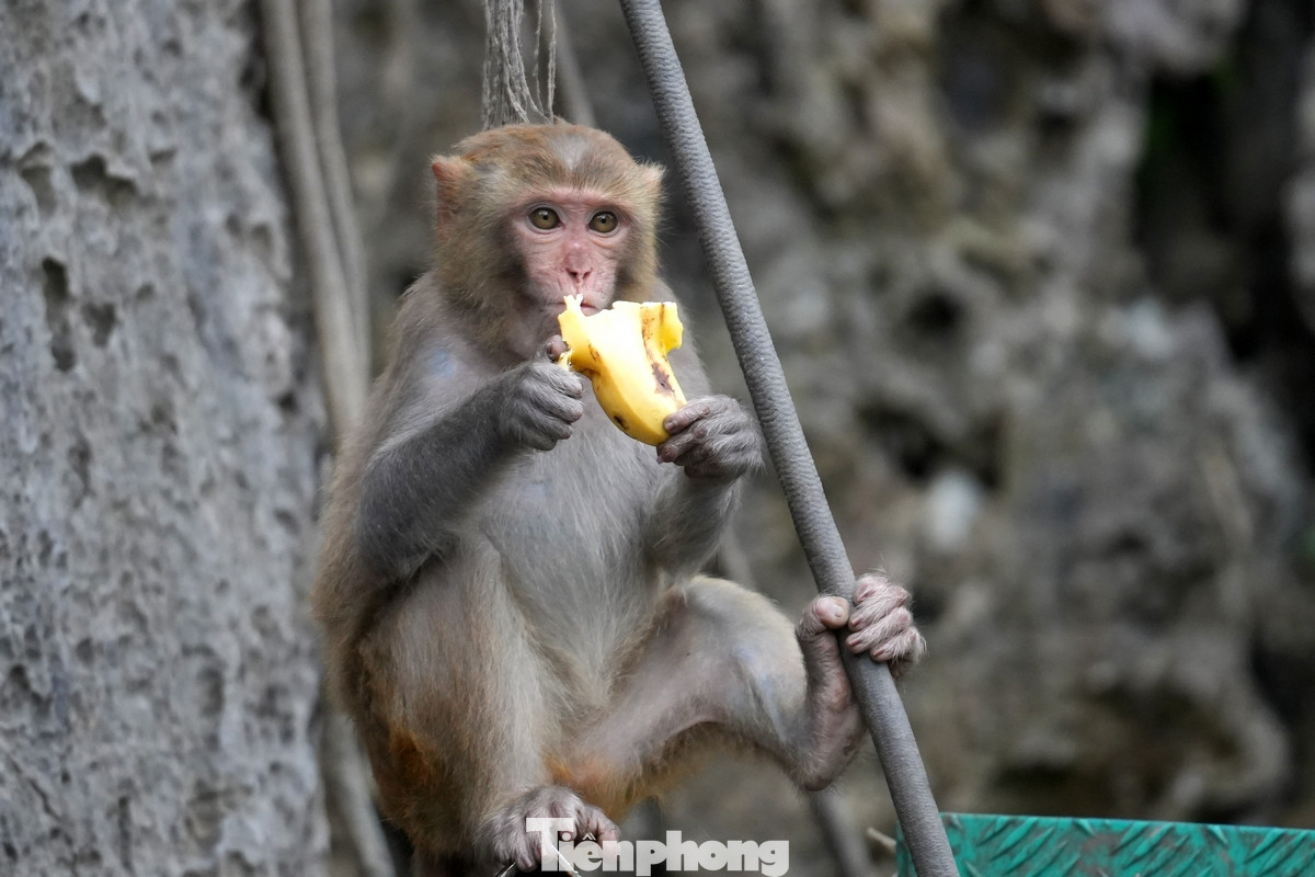 Khỉ vàng có đặc điểm lông dày, lưng nâu vàng phớt xám ở vai. Vùng dưới sườn, quanh mông và nửa đùi trên nâu đỏ rực rỡ. Bụng trắng ngà, đuôi dài hơn bàn chân sau. Trọng lượng trung bình mỗi con từ 5-15kg. Chiều dài thân 30-60cm, mặt thưa lông.