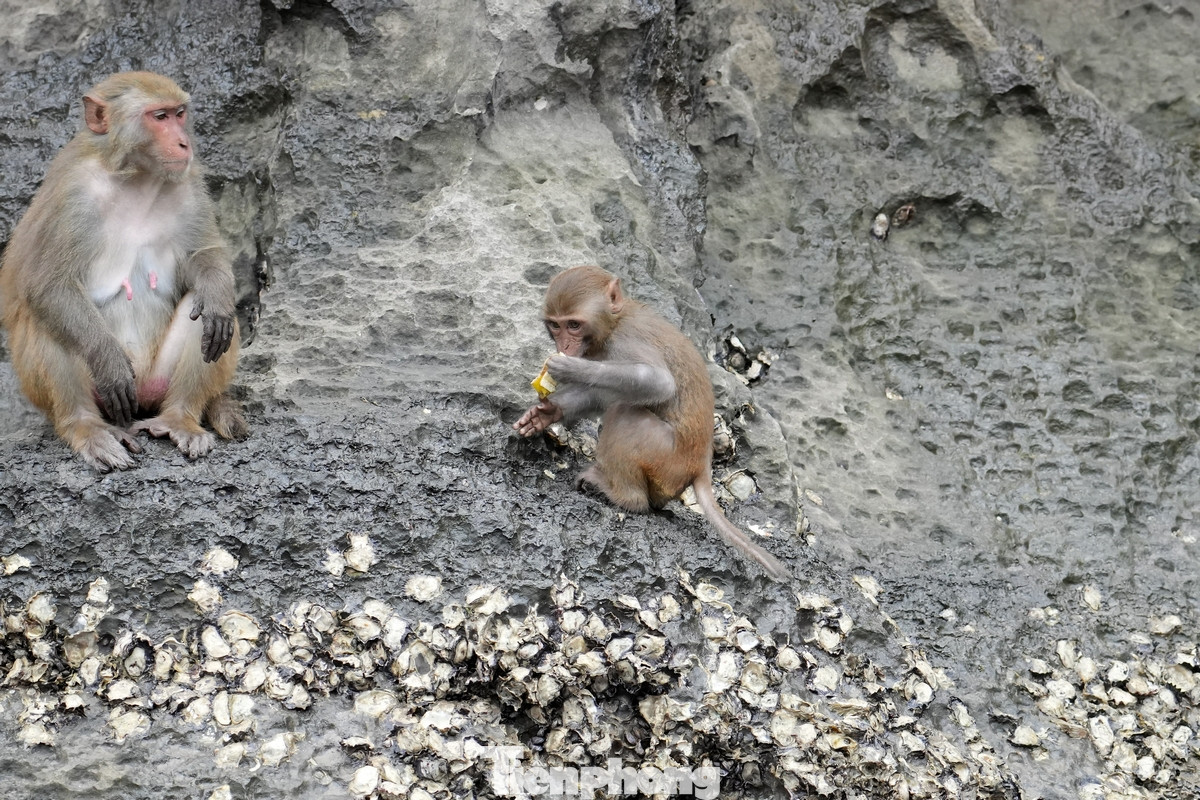Người dân nơi đây nói vui, những chú khỉ vàng cũng biết "làm du lịch" vì biết nô đùa, thân thiện, đôi khi có biểu cảm lạ thu hút người xem.