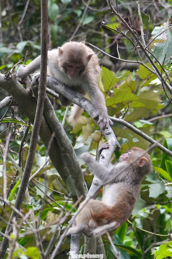 Trước đây, ở hang Luồn có gần 200 con, nhưng trong đợt dịch COVID-19, chúng di chuyển đến nơi khác để kiếm đồ ăn. Hiện tại, ở đây có khoảng 50 con, chủ yếu là sống tự nhiên. Tuy nhiên, thi thoảng cũng bố trí người cho ăn cơm, chuối và trứng. Nếu không có đồ ăn, chúng sẽ dễ di chuyển đi nơi khác.
