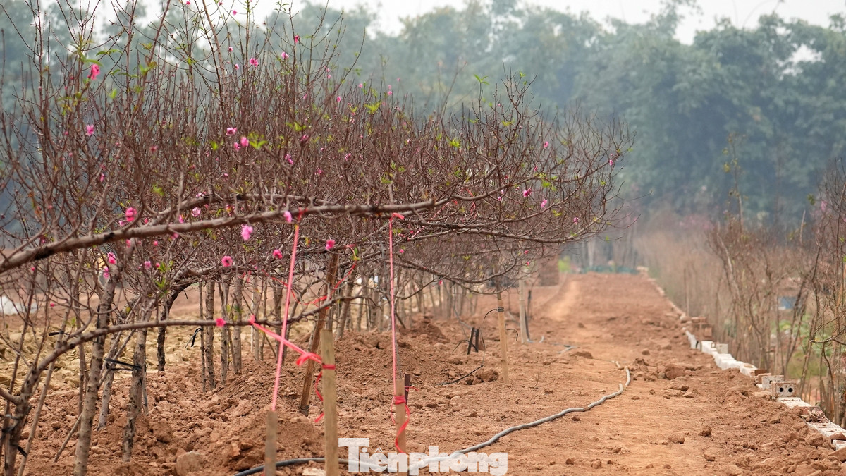 Cơn bão Yagi đổ bộ vào Hà Nội tháng 9/2024 đã gây ra thiệt hại nghiêm trọng cho nhiều vườn đào tại Nhật Tân và các vùng lân cận. Cơn bão Yagi đổ bộ vào Hà Nội tháng 9/2024 đã gây ra thiệt hại nghiêm trọng cho nhiều vườn đào tại Nhật Tân và các vùng lân cận.