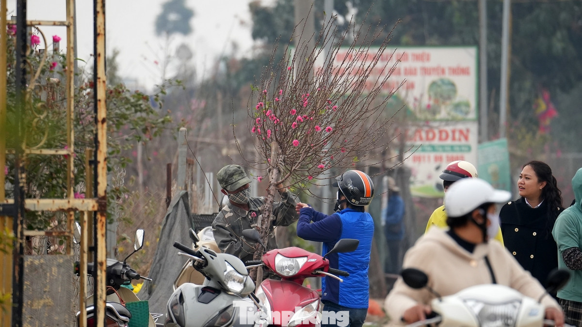 “Năm nay đào nở chậm hơn năm trước, đã vào vụ hoa Tết nhưng nhiều cây hoa vẫn chưa nở, chủ vườn xác định phải bán lẻ đến sát Tết để kiếm thêm lợi nhuận bù vào sản lượng đào chết do lũ", bà Nga một chủ vườn đào chia sẻ. “Mọi năm, giá những cành đào huyền như thế này chỉ khoảng 500.000 đến 2 triệu đồng/cành, năm nay giá từ 1,8 - 4 triệu đồng/cành”. “Năm nay đào nở chậm hơn năm trước, đã vào vụ hoa Tết nhưng nhiều cây hoa vẫn chưa nở, chủ vườn xác định phải bán lẻ đến sát Tết để kiếm thêm lợi nhuận bù vào sản lượng đào chết do lũ", bà Nga một chủ vườn đào chia sẻ. “Mọi năm, giá những cành đào huyền như thế này chỉ khoảng 500.000 đến 2 triệu đồng/cành, năm nay giá từ 1,8 - 4 triệu đồng/cành”.