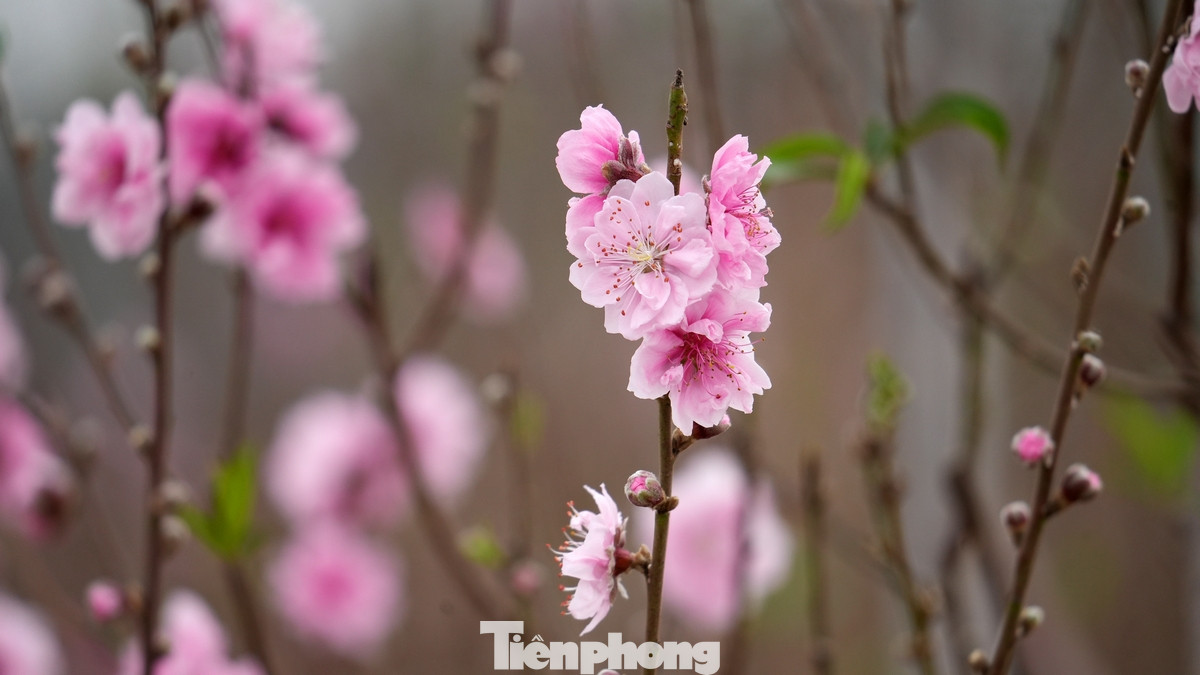 Những cành đào huyền cỡ nhỏ, hoa đẹp, người dân trả giá trên dưới 1 triệu đồng nhưng chủ vườn chưa đồng ý bán. Những cành đào huyền cỡ nhỏ, hoa đẹp, người dân trả giá trên dưới 1 triệu đồng nhưng chủ vườn chưa đồng ý bán.