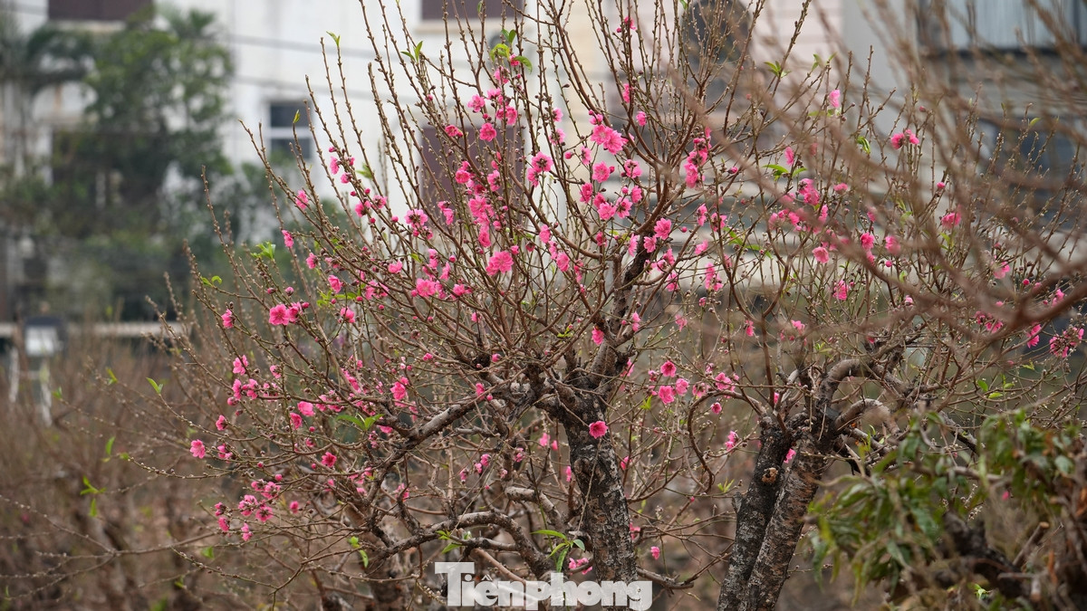 Những cành đào huyền cỡ nhỏ, hoa đẹp, người dân trả giá trên dưới 1 triệu đồng nhưng chủ vườn chưa đồng ý bán. Những cành đào huyền cỡ nhỏ, hoa đẹp, người dân trả giá trên dưới 1 triệu đồng nhưng chủ vườn chưa đồng ý bán.