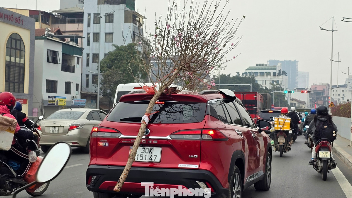 Một số cây đào cổ thụ có hoa nở rộ được chào thuê hoặc bán với mức giá lên đến vài chục triệu đồng. Một số cây đào cổ thụ có hoa nở rộ được chào thuê hoặc bán với mức giá lên đến vài chục triệu đồng.