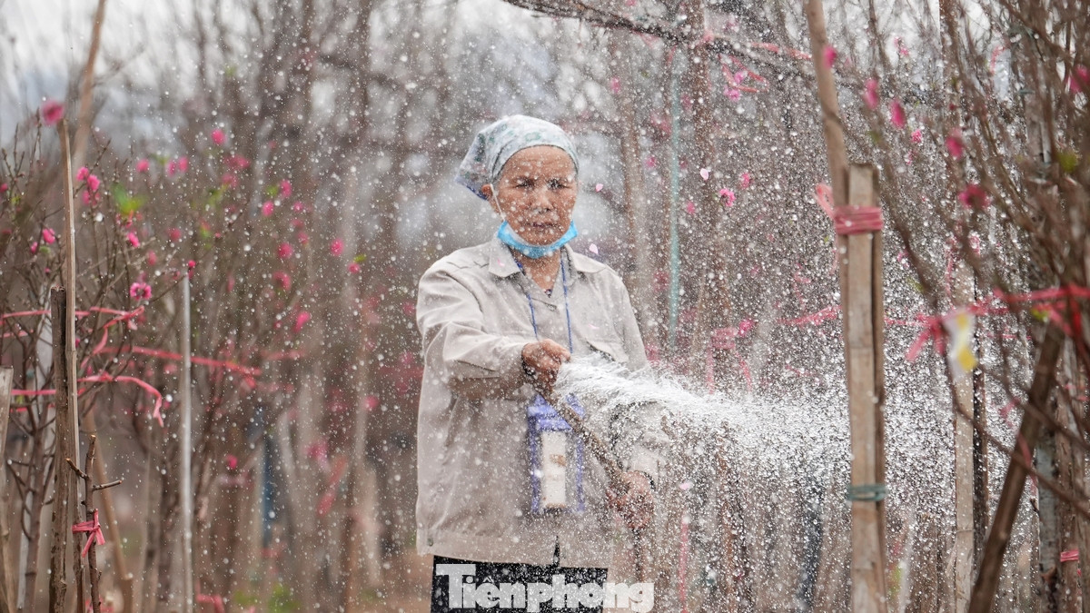 Hiện các chủ vườn vẫn tiếp tục tưới nước, phun phòng nấm, giữ nụ chờ đến Tết Nguyên đán. Thời tiết ấm dần khiến nhiều gốc đào ra hoa sớm. Hiện các chủ vườn vẫn tiếp tục tưới nước, phun phòng nấm, giữ nụ chờ đến Tết Nguyên đán. Thời tiết ấm dần khiến nhiều gốc đào ra hoa sớm.