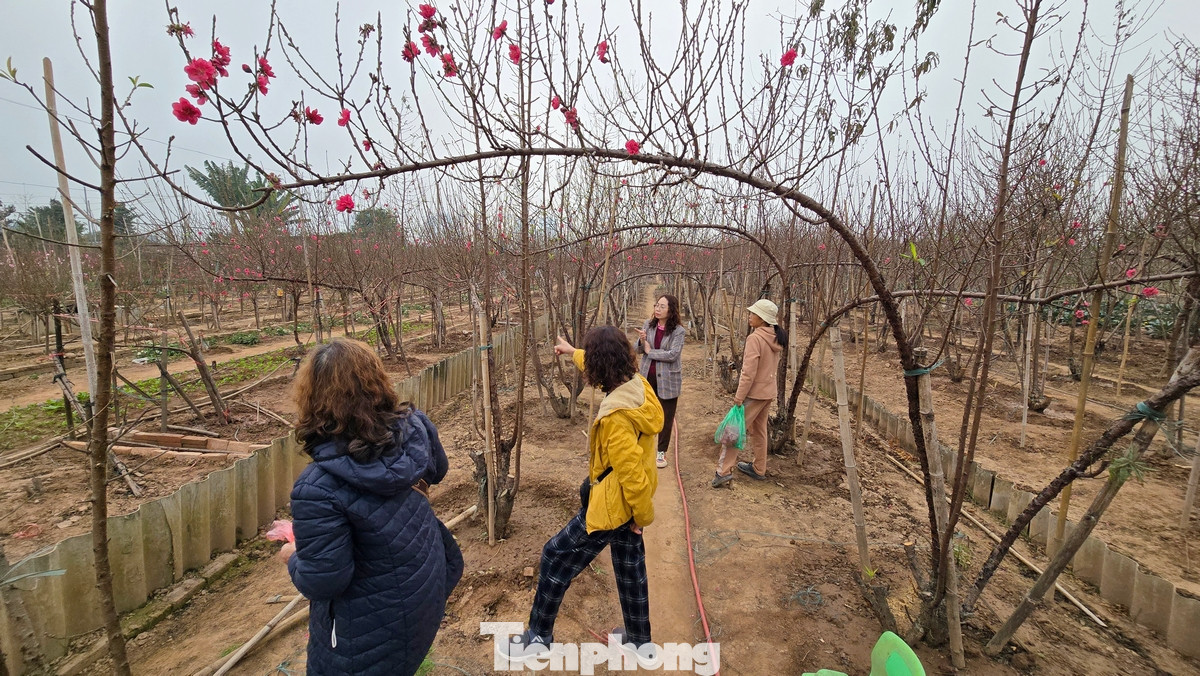 Cơn bão Yagi đổ bộ vào Hà Nội tháng 9/2024 đã gây ra thiệt hại nghiêm trọng cho nhiều vườn đào tại Nhật Tân và các vùng lân cận. Cơn bão Yagi đổ bộ vào Hà Nội tháng 9/2024 đã gây ra thiệt hại nghiêm trọng cho nhiều vườn đào tại Nhật Tân và các vùng lân cận.